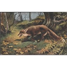 Spent! - The Fox, 1904 - Valentine's Postcard