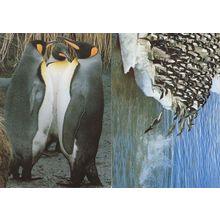 Penguins Gossiping Bird Diving Contest 2x Switzerland Postcard s