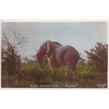 Kruger National Park Elephant Vintage Postcard