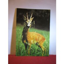 ROE DEER ...unused postcard animals by J.Arthur Dixon KWA/22994 Collectacard =