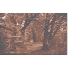 Beeches In The New Forest Hampshire Postcard (QHAM208)
