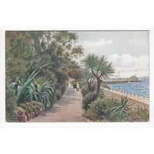 Palm Walk Torquay Devon A R Quinton Art Postcard 1667