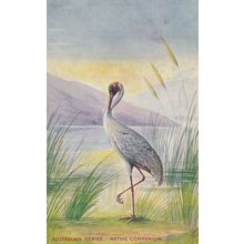 Australian Series Native Companion Bird Old Postcard
