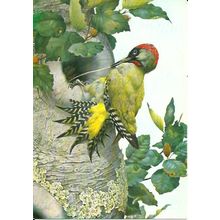 Art KENNETH LILLY Green Woodpecker Postcard (Medici 1782)