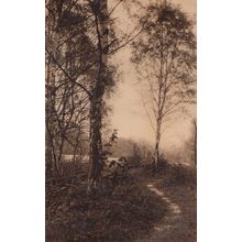 Leigh Woods Forest At Autumn Clifton Bristol Antique Postcard