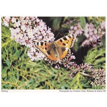 Rollesby Butterfly Norfolk Village Butterflies Postcard