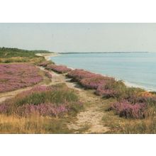 Dunwich Heath Suffolk National Trust Postcard