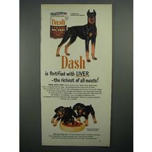 1951 Dash Dog Food Ad - Doberman Pinscher