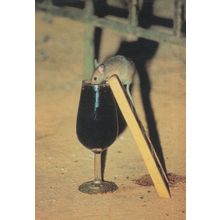 Mouse Getting Drunk Drinking Wine Gonzalez Byass Advertising Postcard