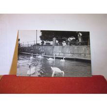 SWAN FEEDING, GMUNDEN, AUSTRIA unused vintage postcard RP c.1935 =