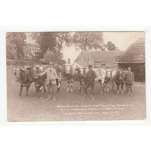 Working Bullocks of Frank Fisher Maugersbury Postcard Gloucestershire Farming