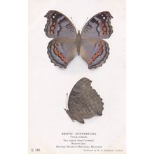 Precis Octavia Nymphalidae Dry Season Form Exotic Butterfly Butterflies Postcard