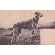 Deerhound Fox Hunting Wrench Series Antique Postcard