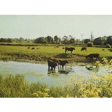 Millpond Castlethorpe Bucks Buckinghamshire Womens Institute Photo Postcard