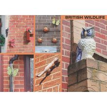 Ladybird Insect Wall Models Owl & Squirrel Statue Wildlife Postcard