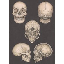 Adult Skull At All 5 Angles Morbid Skeleton Postcard