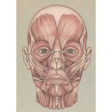 The Facial Muscles Biology Human Face Bizarre Postcard