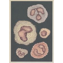White Blood Cell Leukocyte Neutrophils Biology Anatomy Postcard