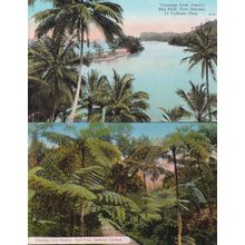 Greetings From Jamaica Giant Fern Blue Hole 2x Old Postcard s