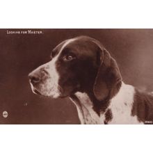 Looking For Master Dog Antique Regent Real Photo Postcard
