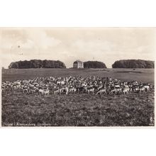 Dyrene Klampenborg Dyrehaven Copenhagen Forest Denmark Deer Park Postcard