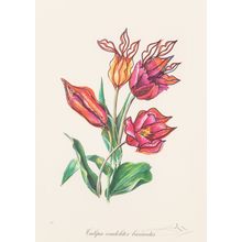 Salvador Dalí Florals Surrealist Flowers 1972 Picture 10 Poster Canvas Movie Fil