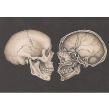 Adult Skull Cross Section Through Skeleton Skulls Postcard