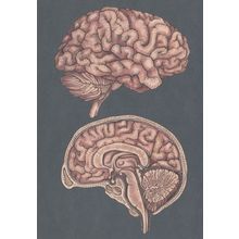 Cross Section Of The Brain Mind Morbid Science Postcard