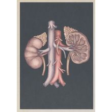 Blood Supply To The Kidneys Human Body Morbid Science Postcard