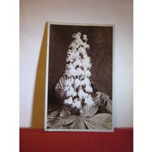 UNKNOWN FLOWER PLANT antique used postcard RP 1905 pm =