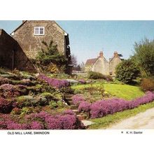 Old Mill Lane Swindon Aubretia Flowers Town Gloucester Rare Photo Postcard