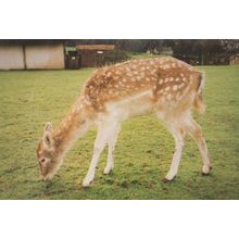 Deer Clover Stansted Essex Mountfitchet Castle Wildlife Park Zoo Rare Postcard