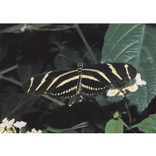 Heliconius Melpomone Butterfly Butterflies Postcard