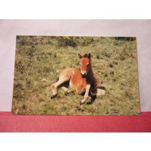 NEW FOREST FOAL used postcard by Colourmaster 1981 pm =