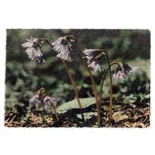 ALPENGLOCKLEIN.. SNOWBELL flowers Swiss used postcard =