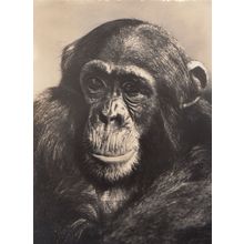 Zurich Swiss Chimpanzee Zoologischer Zoo Garten Switzerland Real Photo Postcard