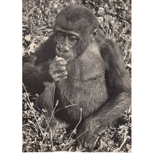 Zurich Swiss Gorilla Zoologischer Zoo Garten Switzerland Real Photo Postcard