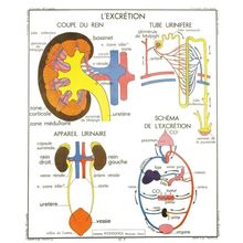 Excretory System Urine Urination Defecation School Wall Chart Postcard