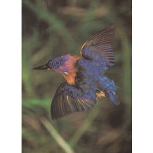 Pygmy Kingfisher Bird South African Postcard