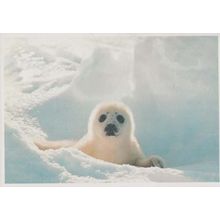 Save The Seal Killing Animal Slaughter Waltham Cross Rare 1970s Tescos Postcard