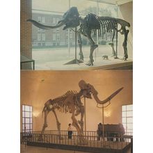Prehistoric ? Elephant Skeleton Italy Museum & Richmond 2x Postcard s