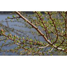 Spring 12 Poster Canvas Movie Film Print A0 A1 A2 A3 A4 A5 A6 Art Wall Decoratio