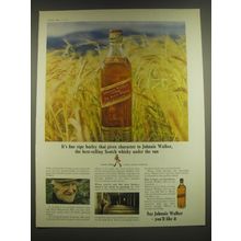 1965 Johnnie Walker Red Label Scotch Ad - It's fine ripe barley that gives