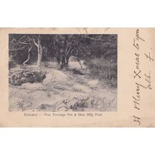 Wairakei Pink Porridge Pot & Blue Milk Pool New Zealand Old Postcard