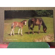 NEW FOREST PONIES, used vintage postcard by Salmon 1971 postmark =