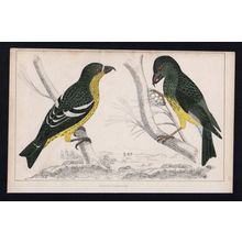 WHITE-WINGED CROSSBILL AND AMERICAN CROSSBILL 1850 Oliver Goldsmith ENGRAVING
