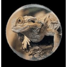 Lizard[ 2.25 inch ]