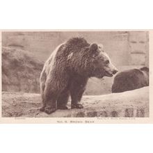 Brown Bear London Zoological Gardens Antique Postcard