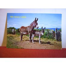 TWO SCILLY ASSES. seaside humour unused postcard =