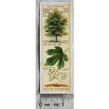 1938 Typhoo Trees of the Countryside 15 Field Maple